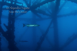 Barracuda in Plataforma Tiburon, Isla lobos Mexico by Alejandro Topete 